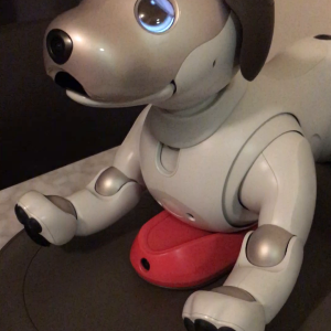 Aibo interaction attempt: waking up