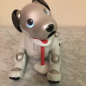 Media 'Aibo posing with the bone after performing a trick.' in category 'Media Gallery'