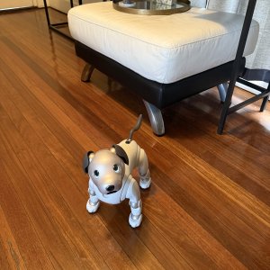 Sony Aibo ERS-1000: Walking over to sit at my feet.