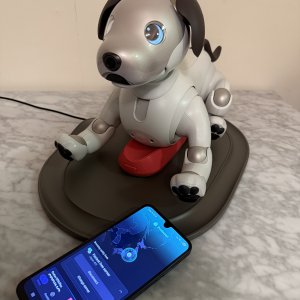 Attempting to log into the My Aibo app using a VPN—unsuccessfully