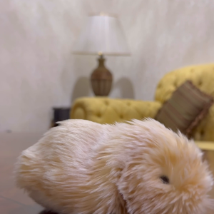 9D8D0A67-8081-427C-A3D4-D4E4013DE309.mov