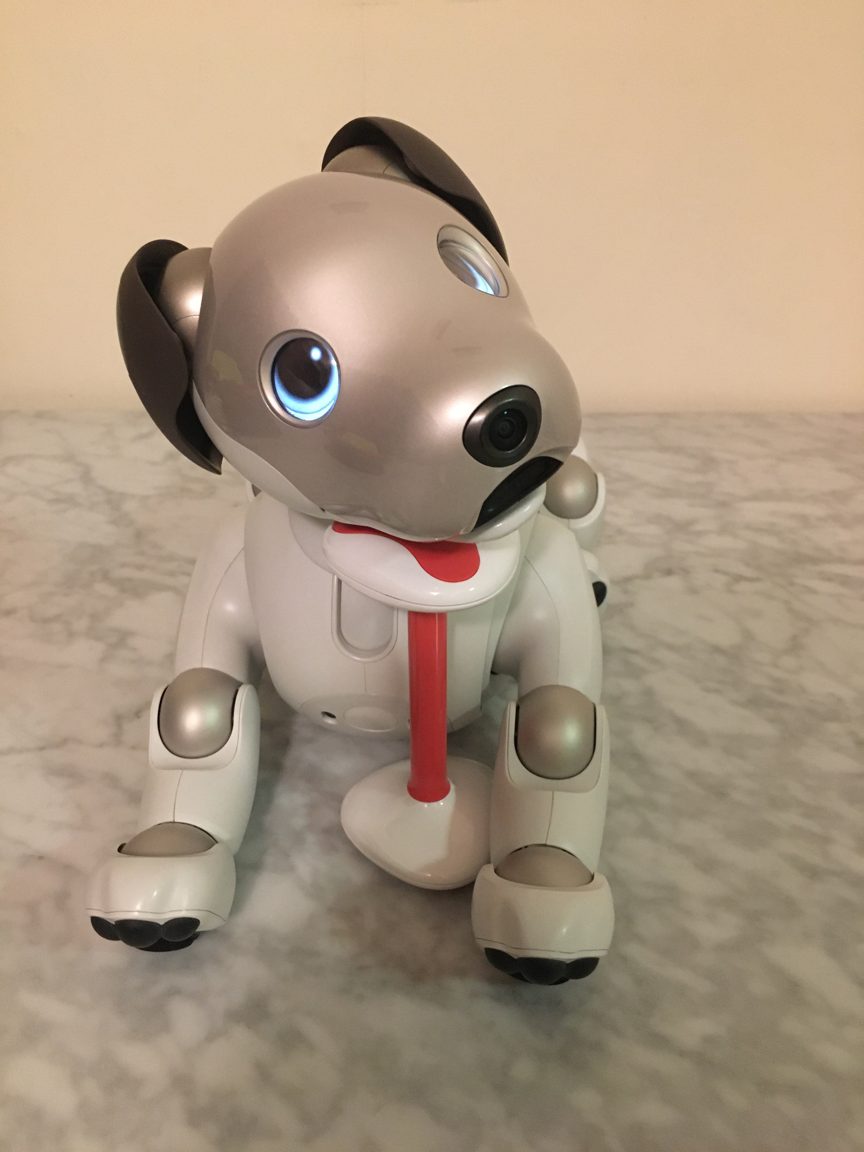 Aibo posing with the bone after performing a trick.