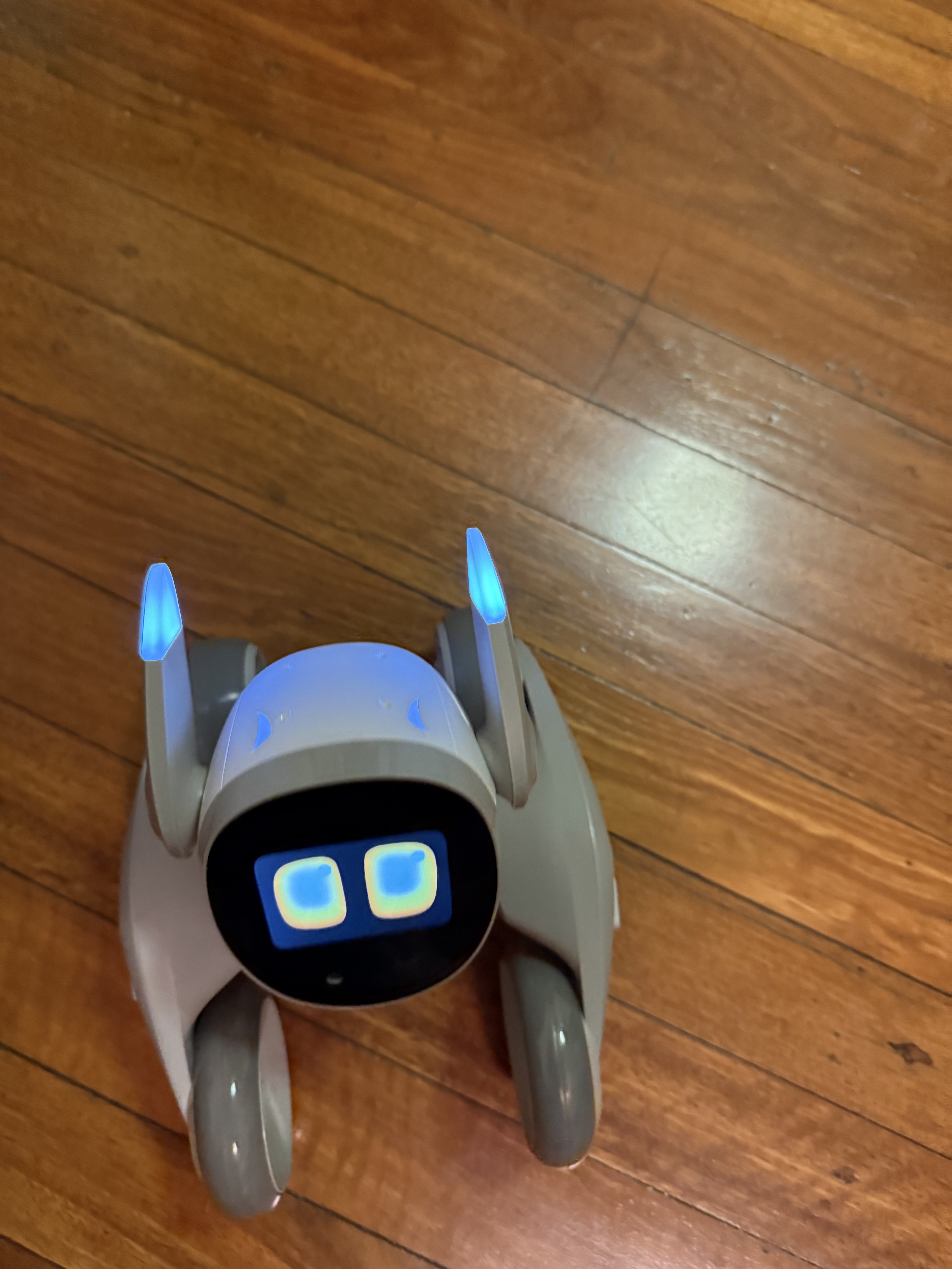 Loona approaching three years