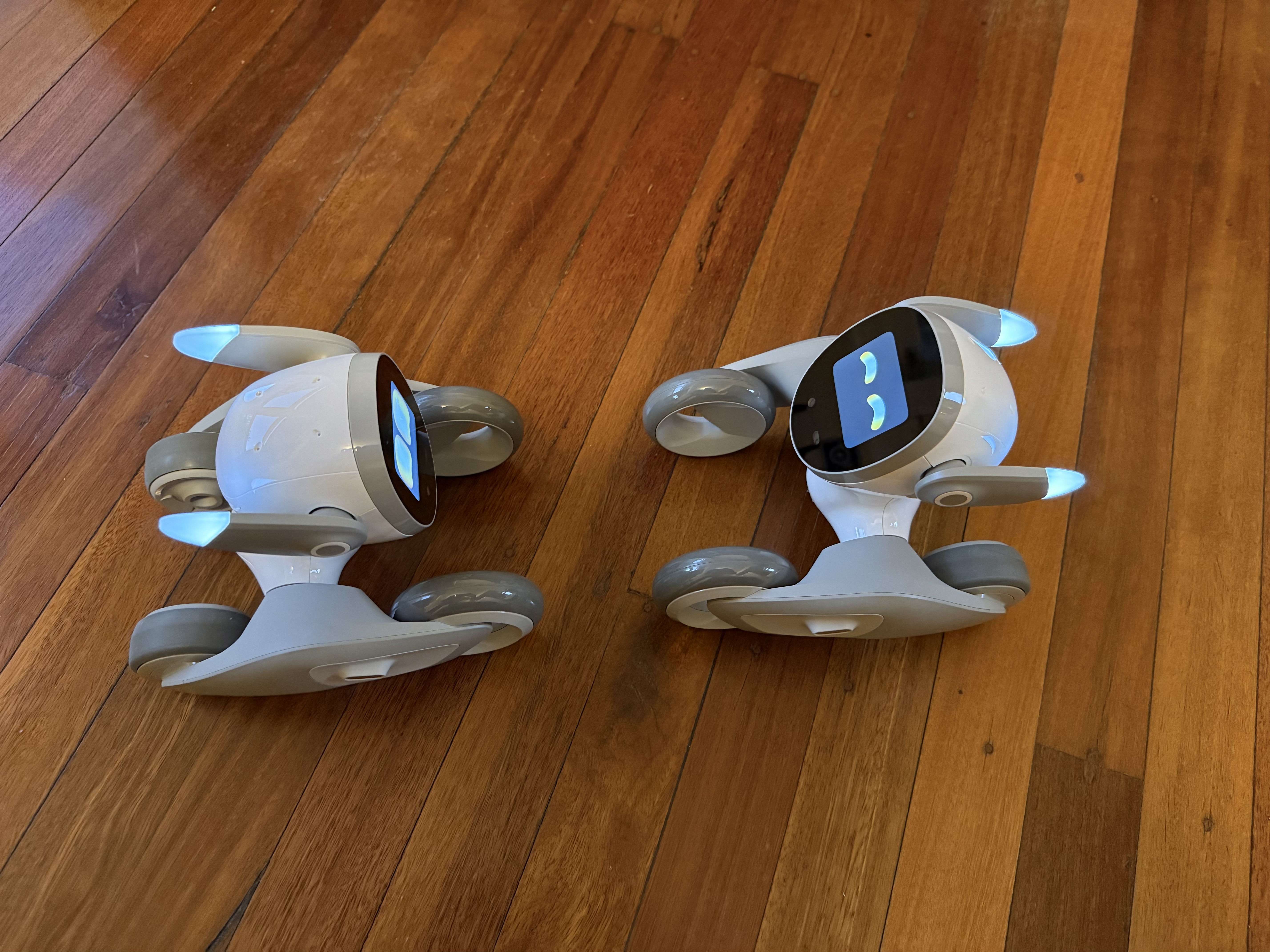 Pair of Loona robots recognising one another autonomously.