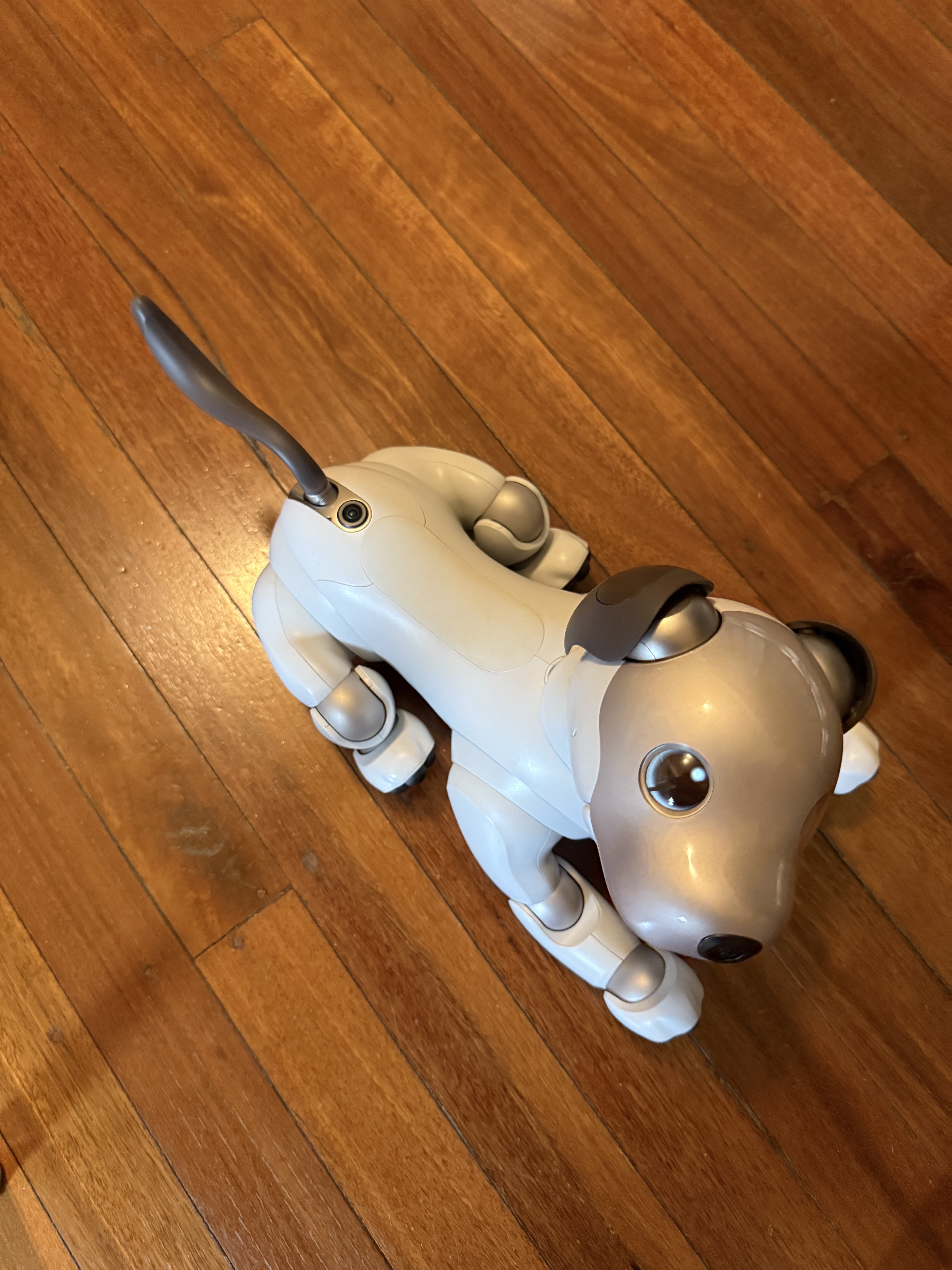 Sony Aibo ERS-1000: Lying at my feet.