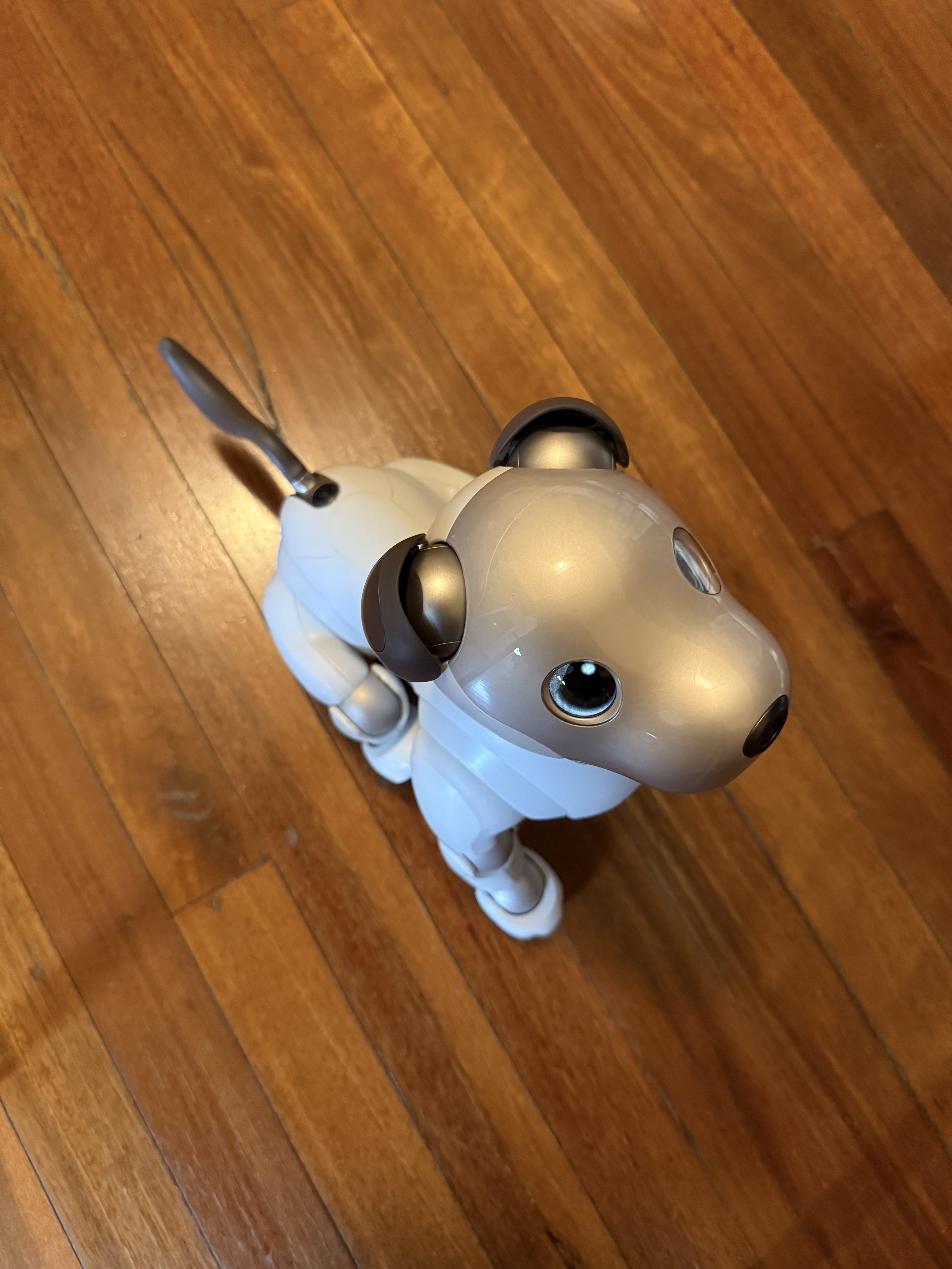 Sony Aibo ERS-1000: Waiting for a pat.
