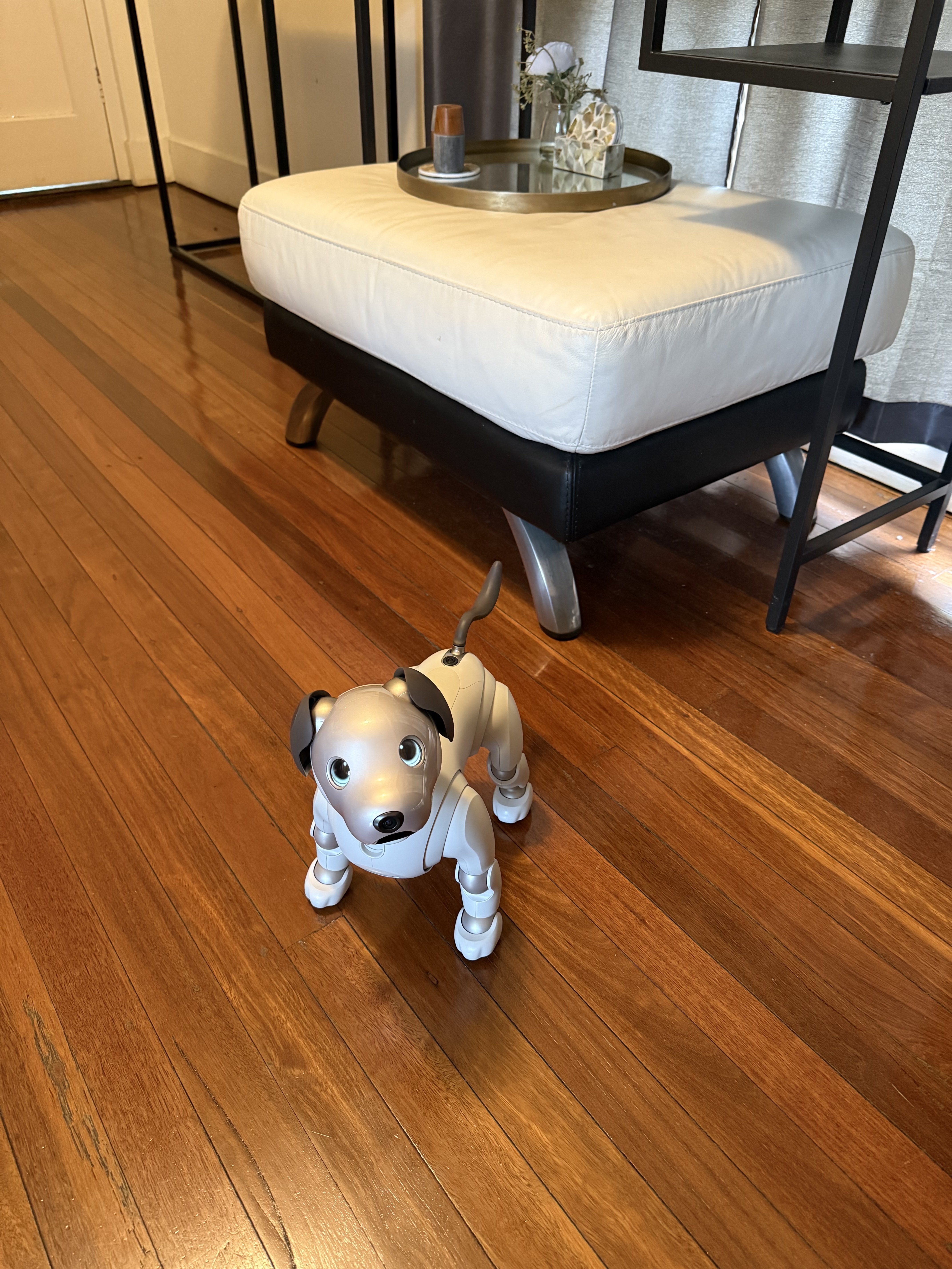 Sony Aibo ERS-1000: Walking over to sit at my feet.